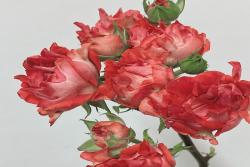 朱砂?？?> </a> </div></li><li><div   id=