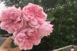 蝶之舞/塞西爾·沃朗熱