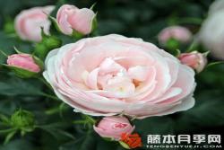 漢斯.戈納文Hans G?newein