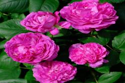 紫羅蘭王后 Reine des Violettes