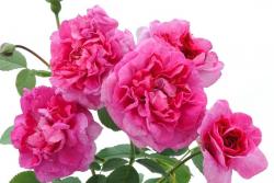 英格蘭玫瑰(England's Rose)