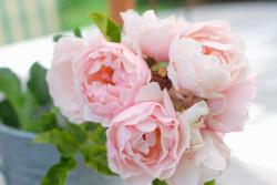 杜樂麗花園Jardin des Tuileries