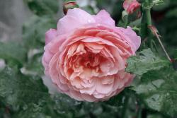 雷杜德獎Prix P. J. Redouté