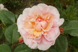 粉紅格魯斯亞琛Pink Gruss an Aachen
