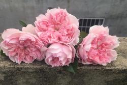 蝶之舞/塞西爾·沃朗熱