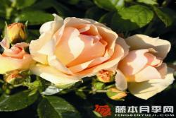 羅斯托克Hansestadt Rostock