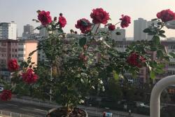 真彩230/紅色領帶