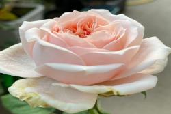 ?？怂古縁oxy Lady