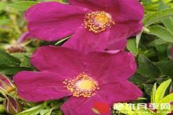 蜜蜂之友斯特蘭德珀爾Bienenfreund Strandperle