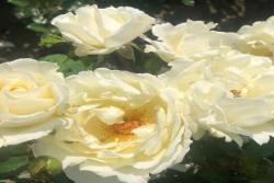 導師之花Mentor Rose