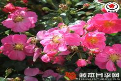 玫紅蜜蜂樂園Bienenweide Rosa