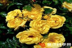 埃米爾·諾爾德Emil Nolde