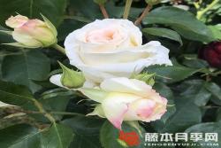雪花圓舞曲Schneewalzer