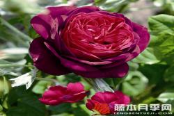 哈登伯格伯爵夫人Gr?fin von Hardenberg