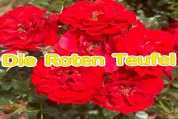 紅色惡魔Die Roten Teufel