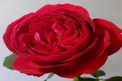 紅色芳香Fragrance Red