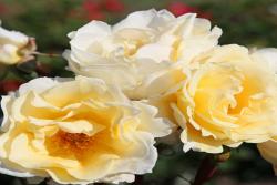 導師之花Mentor Rose
