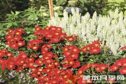 紅色蜜蜂樂園Bienenweide Rot