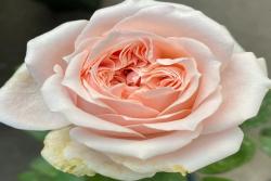 ?？怂古縁oxy Lady