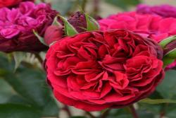 西哈諾Cyrano de Bergerac