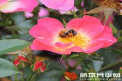 蜜蜂樂園（雙色）Bienenweide? Bicolor