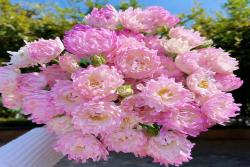 夢幻海葵 Fancy Ruffle