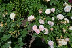 粉紅格魯斯亞琛Pink Gruss an Aachen