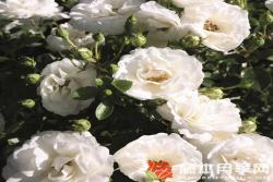 白色櫻兒White Babyflor