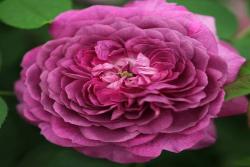 紫羅蘭王后 Reine des Violettes