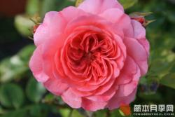 粉紅斯瓦尼/粉紅斯娃妮 PINK SWANY
