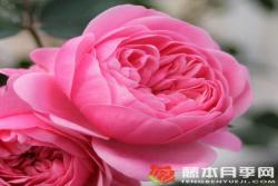 明星伊娃/愛(ài)娃Eva
