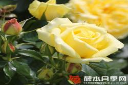 中國女孩China Girl