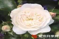卡斯特魯瑟·斯帕岑Kastelruther Spatzen