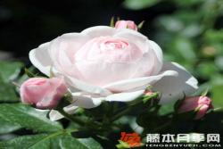漢斯.戈納文Hans G?newein