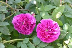 奧古斯塔帕拉蒂娜Augusta Palatina