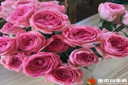 穆里爾蕾絲