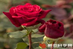 米德?tīng)査共誐ildred Scheel