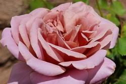 簡(jiǎn)單華麗Simply Gorgeous