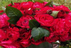 紳士花La Rose Monsieur