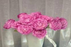 貴婦朱莉塔Julieta princessa
