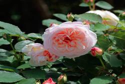 亞琛致意 Gruss an Aachen