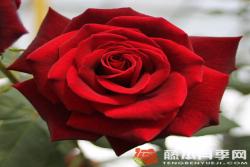 米德?tīng)査共誐ildred Scheel