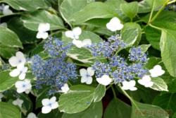 銀邊繡球Hydrangea m_acrophylla